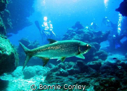 Tarpon seen in Grand Cayman July 2008.  Photo taken with ... by Bonnie Conley 